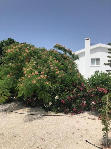 Villa Olivia, คอรัลเบย์ ภายนอก รูปภาพ